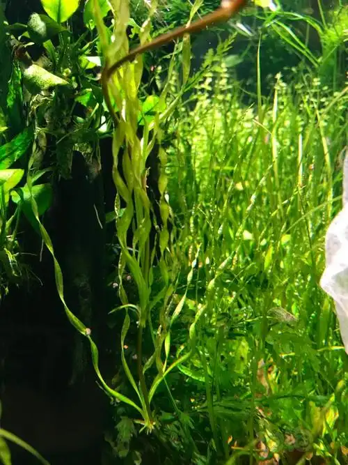 【水草】出螺旋皇冠水草