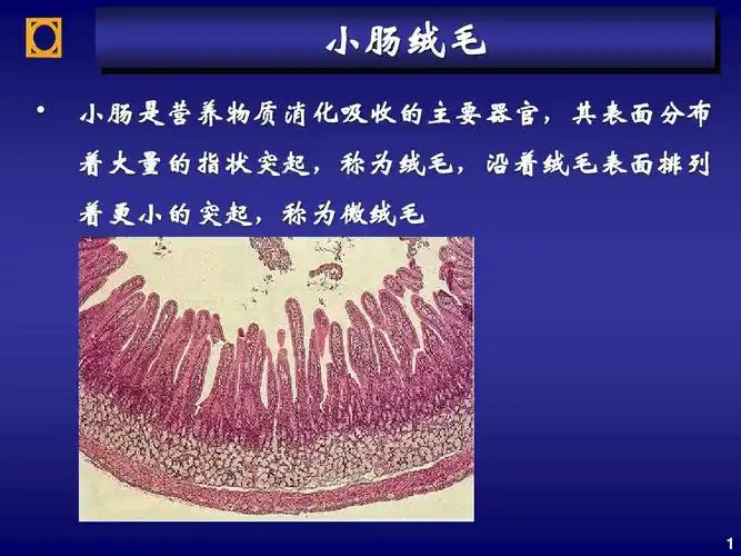 (链接)小肠绒毛ppt