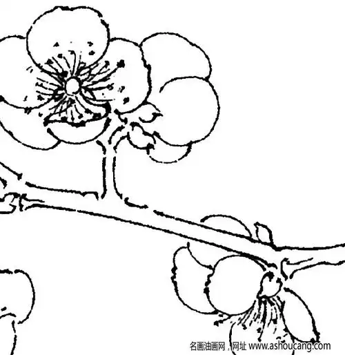 梅花线描画底稿25高清大图下载