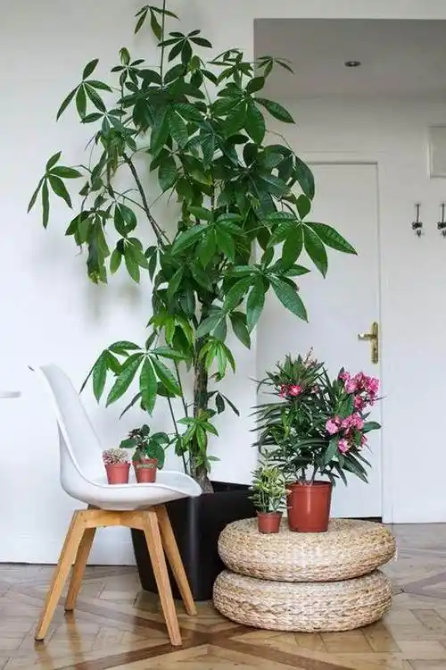 玄关植物风水禁忌玄关适合摆放什么植物