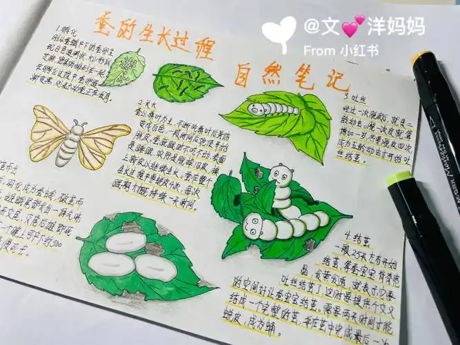 原创自然笔记蚕的生长