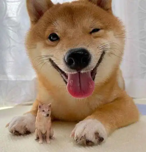 微笑狗为什么吓人微笑男