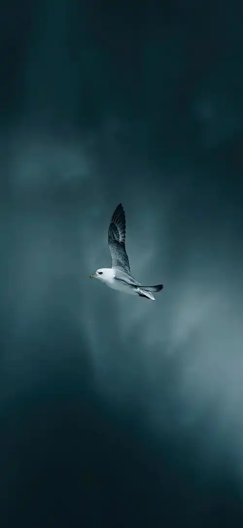 mate30 高清壁纸 - 华为mate30系列分享交流 花粉俱乐部