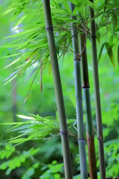 1.七律·清竹清风习习生幽谷,绿竹森沈荫重门.