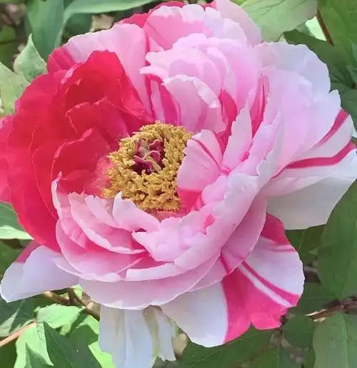 雍容华贵牡丹花