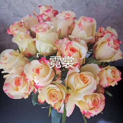 霓裳  玫瑰月季花苗粉色条纹切花四季开花浓香型多花阳台花卉