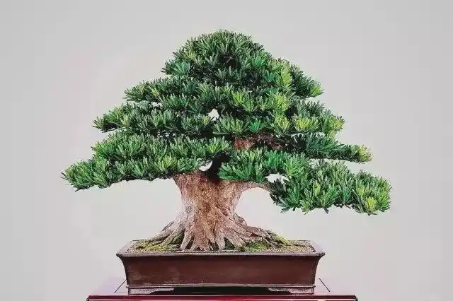 罗汉松盆景要这样养