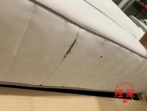 宜家床垫冒出无数床虱,澳华女浑身起包直呼"恶心"!