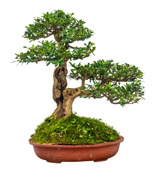 源远流长的黄杨盆景