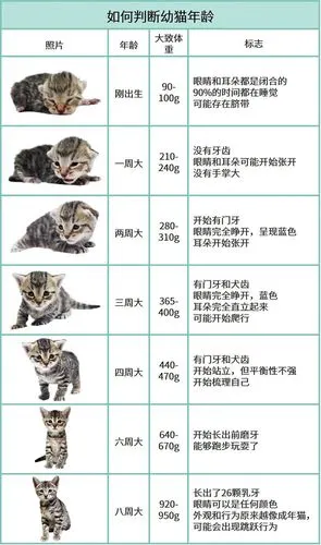 后续在日记里小区里的流浪猫