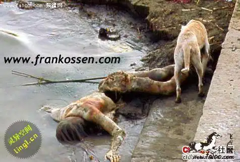 恐怖慎看印度恒河浮尸 100多具尸体高度腐烂遭动物分食