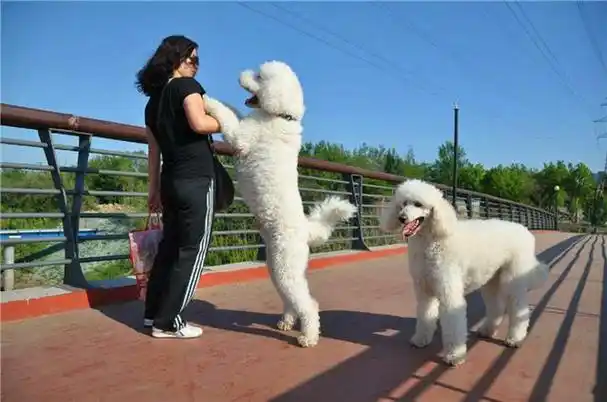 巨贵和巨型泰迪的区别(巨贵是不是巨型泰迪)_牧林森宠物网