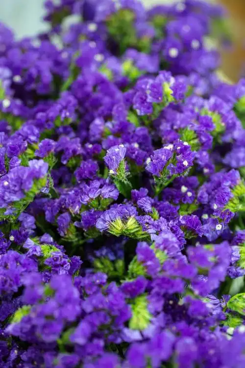 小清新好看的勿忘我手机壁纸