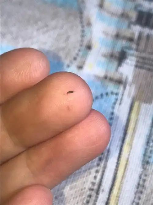 你好,请问这种特别小的虫子是什么虫呢?在家里窗台边上发现的!谢谢