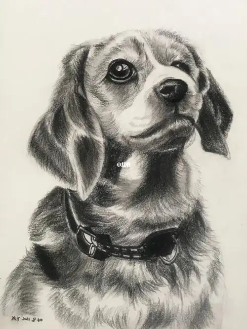 素描狗狗
