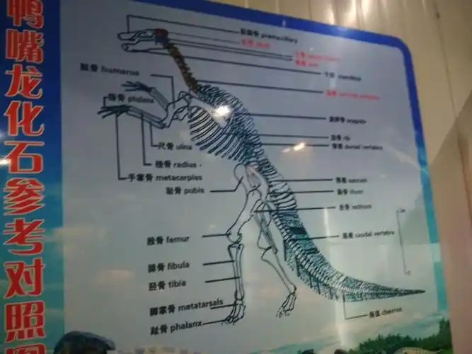 恐龙骨骼的基本结构.