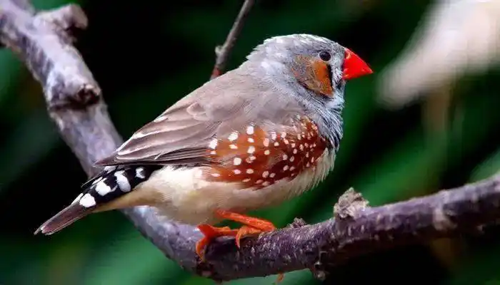 平阳建兰学校汀兰之声 第11期:《珍珠鸟》