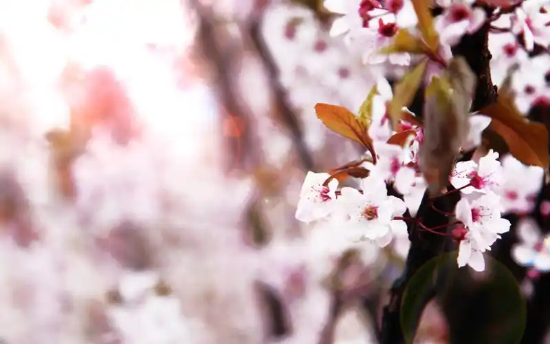 古风樱花花海意境
