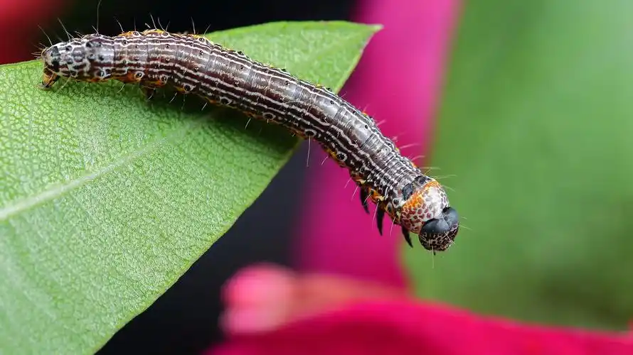 动物毛毛虫高清摄影桌面壁纸图片下载