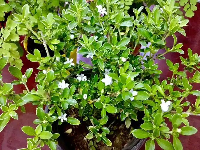 花卉摄影六月雪