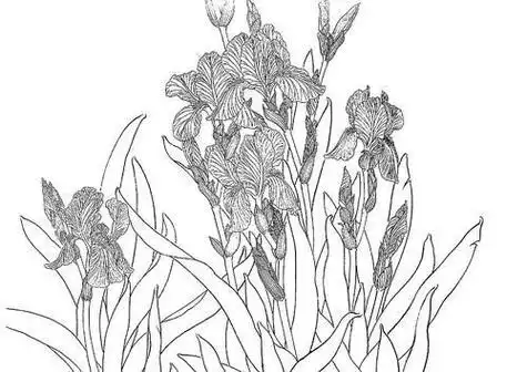 分享10种花卉的工笔白描线稿图片