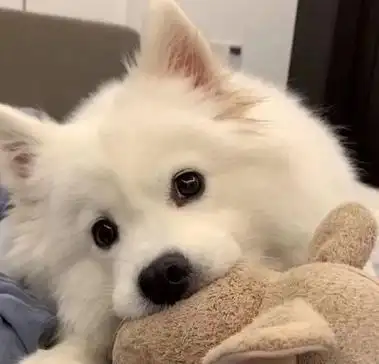 狗狗微信头像图片大全可爱