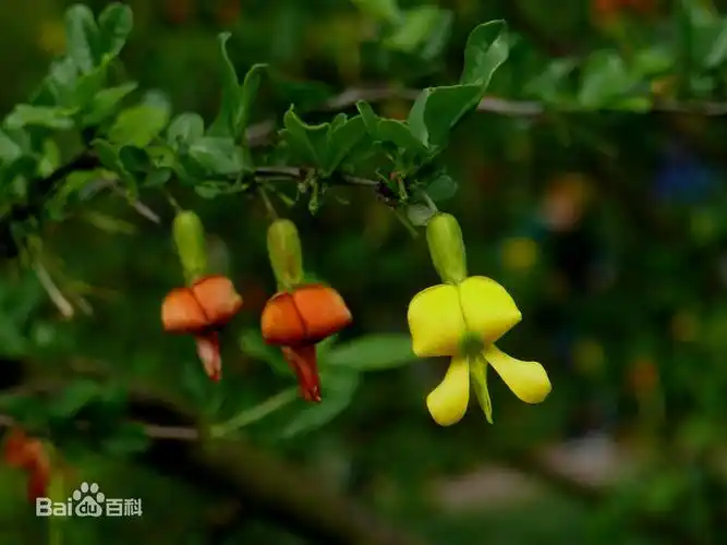 展开全部 锦鸡儿