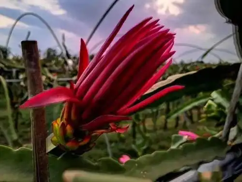 母亲节专场活动共赏火龙果灯光共享火龙果花绽放