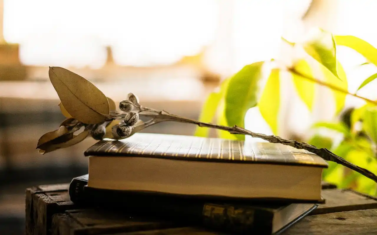 创意手工制作唯美的干花图片桌面壁纸高清