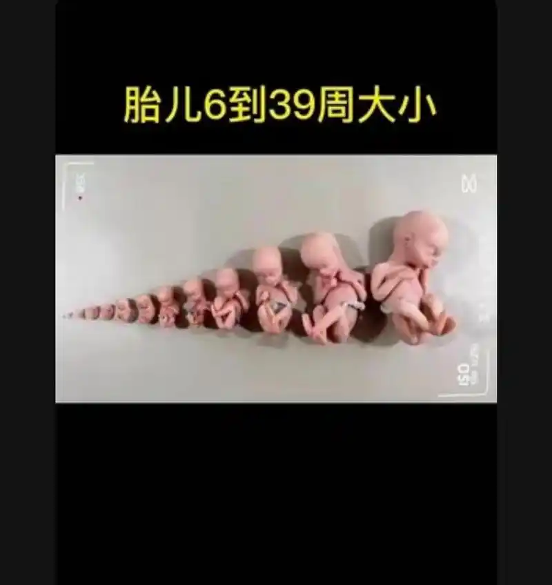 十月怀胎的辛苦 胎儿6周到36周大小