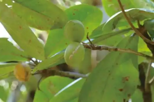 适宜在坚硬吃温热的气候下生长,能够轻微耐寒和贫瘠吃法小叶,榄仁树