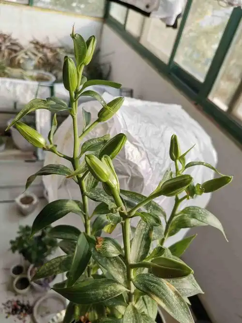 百合花苞,再过多久能开花?