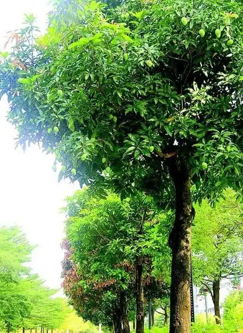 路边绿化芒果树结满了果实,能吃么?常洒药,不要摘不能吃!