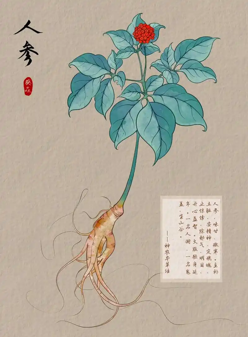 零基础学插画打卡第1天 (中草药注解来自:神农本草经)#米你 - 抖音