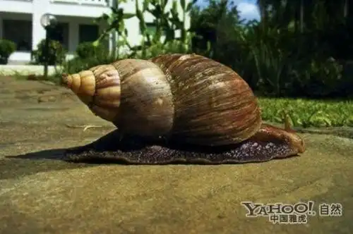 世界上最大的蜗牛图文