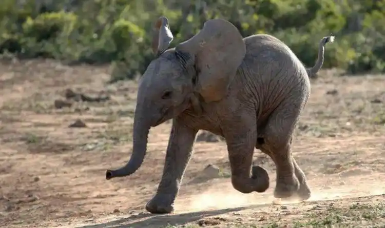 大象腿的特征和特点是什么