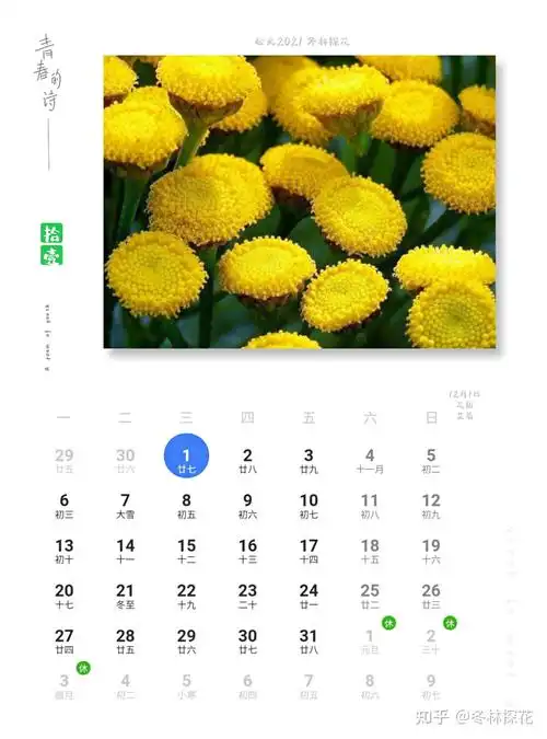 鲜花日历 的想法: 12月1日花历,艾菊 - 知乎