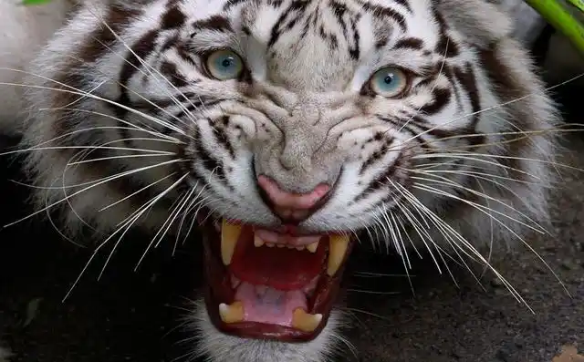 巴厘虎(学名:panthera tigris ssp.balica)