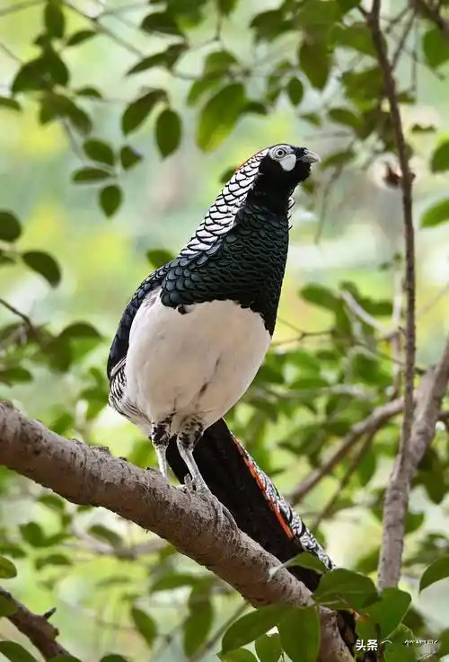 树上的白腹锦鸡
