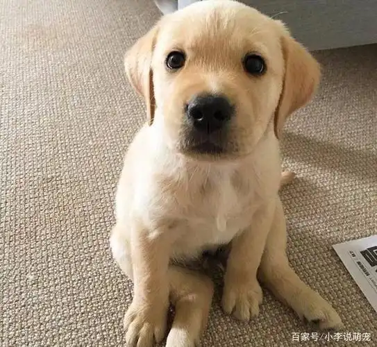 小时候可爱的拉布拉多