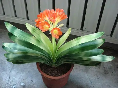 名贵之花君子兰,正在开放真好看!十大名花之一.