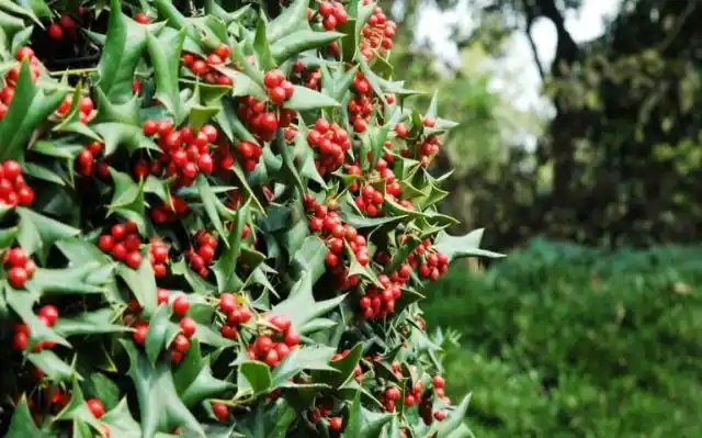 狗骨刺耐干旱,喜欢阳光,大多出现在酸性土壤中,那么在我国多出现在