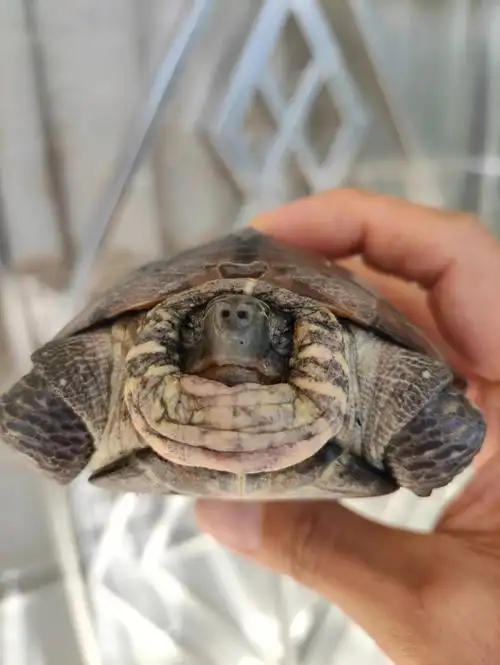 我这只龟脖子红肿缩不回去要怎么治疗呢?有朋友的告诉一下,谢啦!