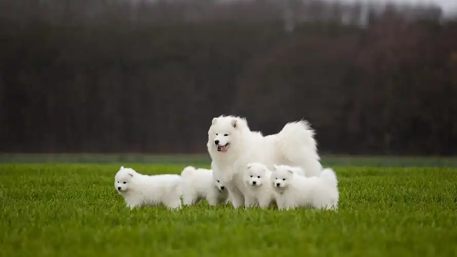 乖巧呆萌的萨摩耶桌面壁纸