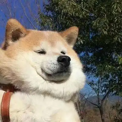 可爱沙雕宠物头像