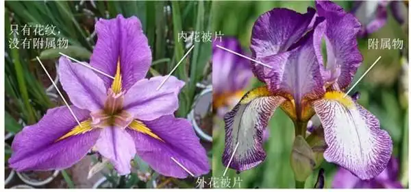 王室的宠儿梵高的缪斯翩翩的鸢尾花究竟拥有什么魅力