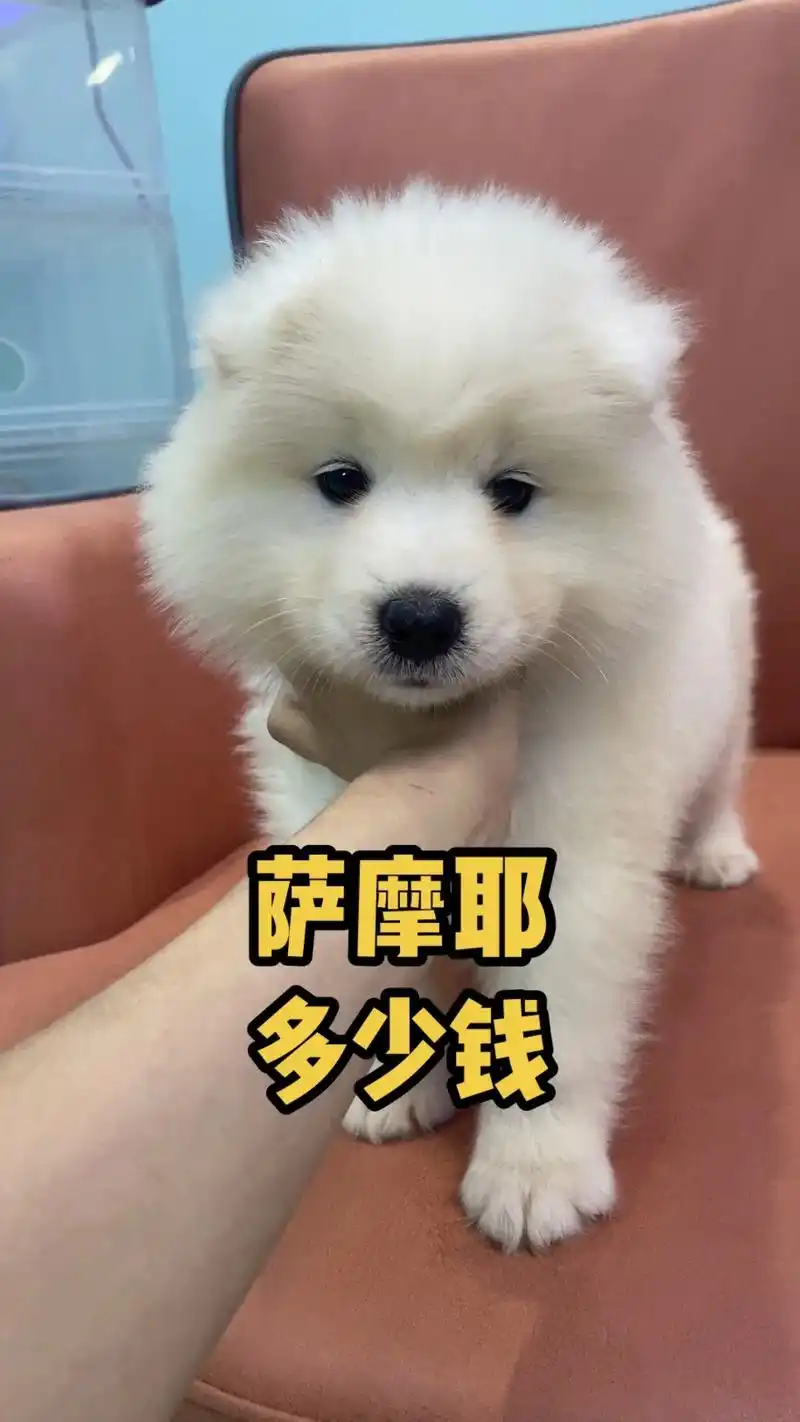 石家庄高端萨摩耶犬舍,萨摩耶多少钱一只?