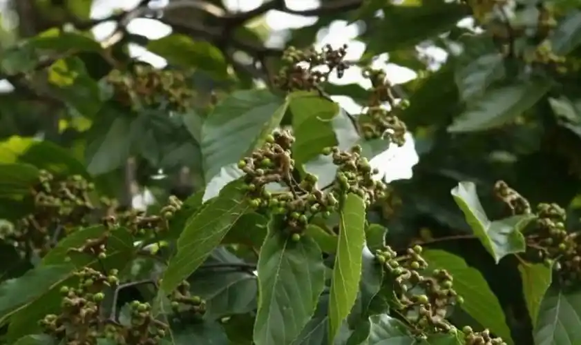 农村一种"万寿果树",小时候吃"树枝",不知珍贵,如今难找到_果实_水果