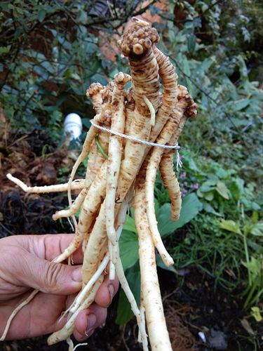 贵州新鲜野生党参500g 深山密林采挖野党参上党参天然狮头参包邮