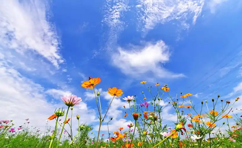 盛夏盛开在蓝天下的花海,2020年07月24日,江苏无锡锡山区东北塘